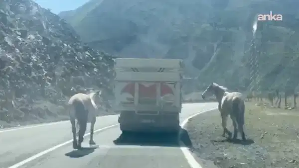Eziyet kameraya yansıdı: Artvin-Ardahan karayolunda kamyon iki atı arkasına bağlayarak seyretti