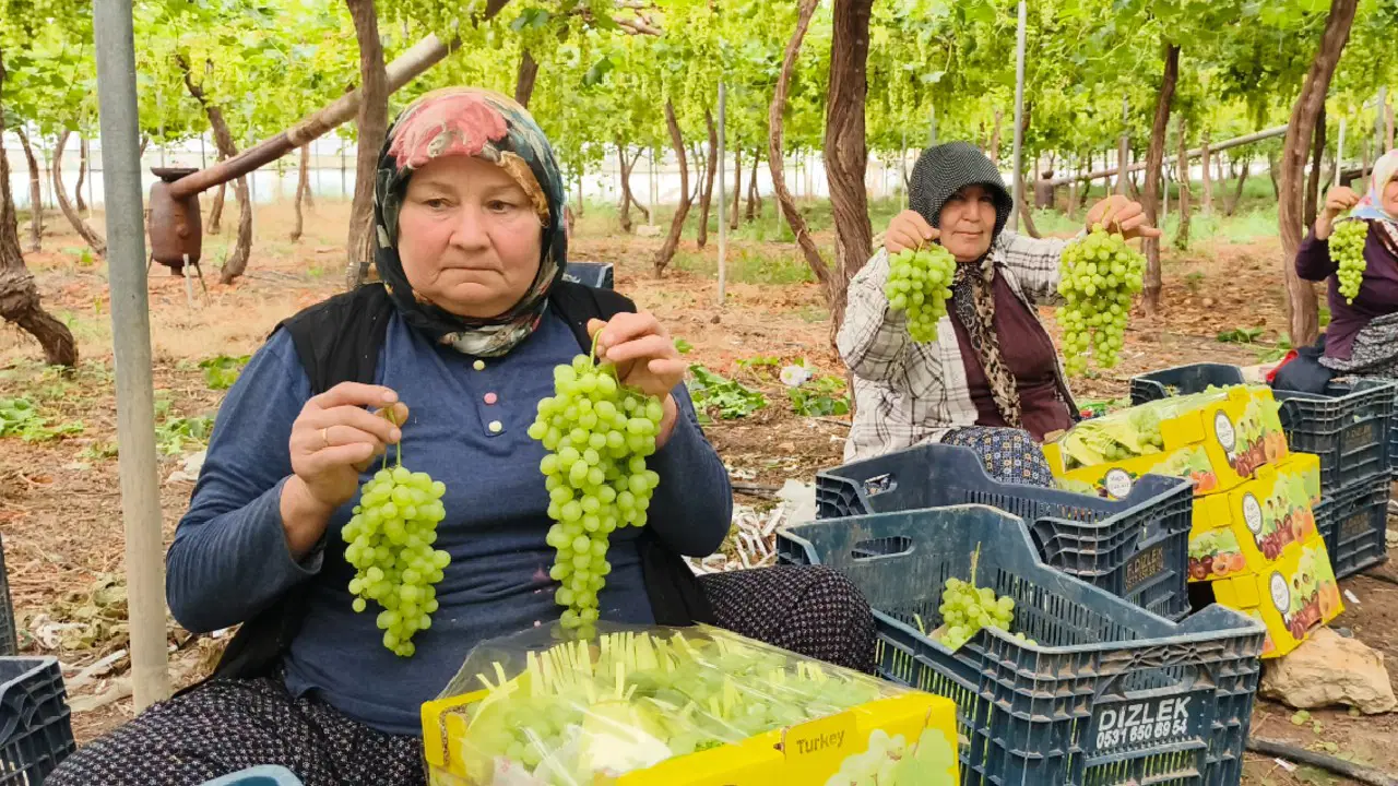 Silifke’den Rusya ve Avrupa’ya lezzet köprüsü: 6 dönümden 17 ton rekolte! Üreticide 300, tezgahta 600 TL...