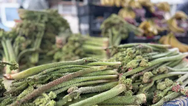 Yılda sadece bir kez çıkıyor: Kilometrelerce yürüyerek toplanıyor! Kilosu 400 TL'ye düştü...