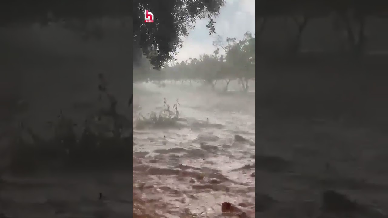 Burası Nizip Yağmuralan Köyü: Sel suları fıstık ağaçlarını yerinden söktü!