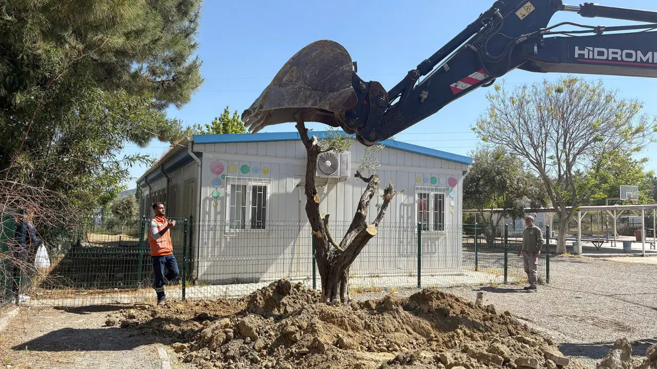 Kuşadası Belediyesi 410 ağacı kesilmekten kurtardı