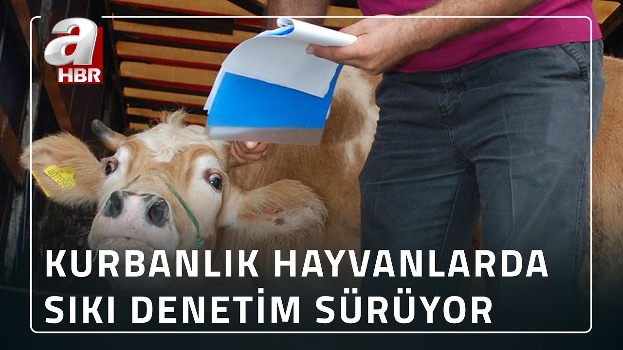 Kurbanlık Hayvanların Sağlıklı Olduğu Nasıl Anlaşılıyor? | A Haber