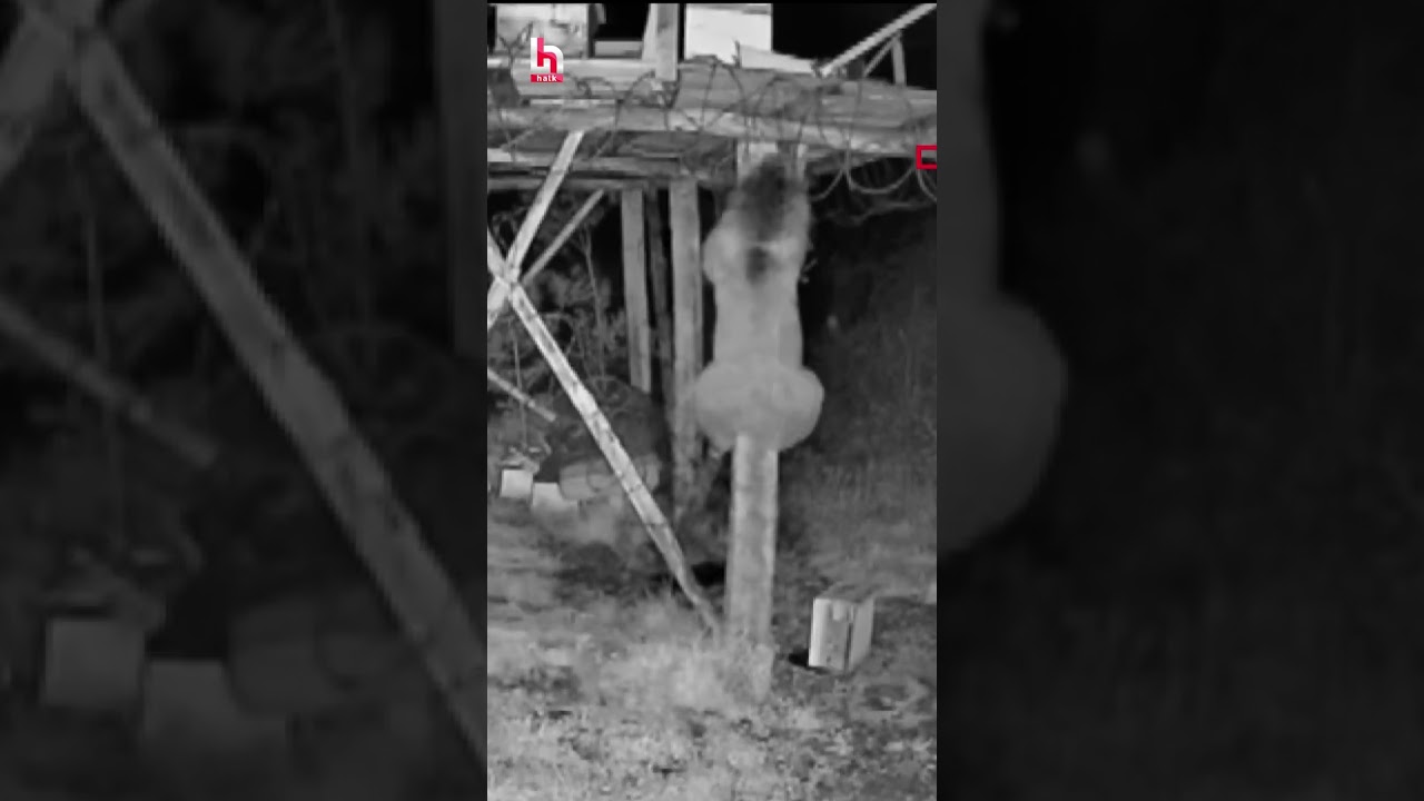 Arı kovanları ayı saldırısı sonucu parçalandı! O anlar güvenlik kamerasına yansıdı...