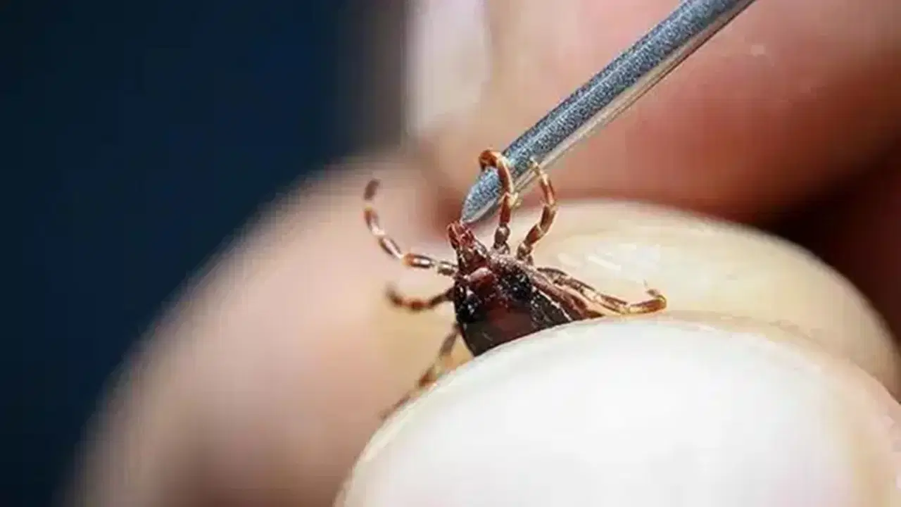 Akıncılar ilçesi Ballıdere köyünde yaşayan evli ve 2 çocuk babası İlhan Cevahir, 10 gün önce köyündeki arazide madımak toplad