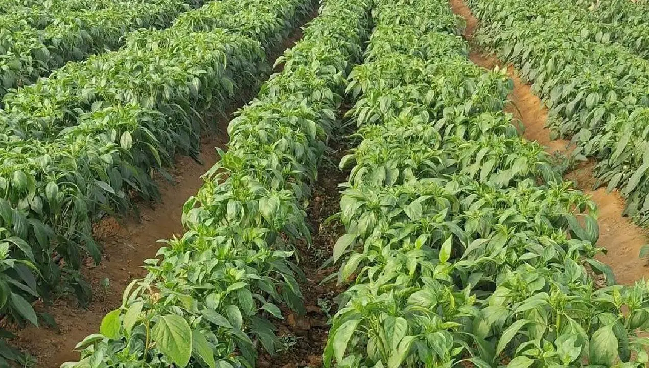 Ata tohumundan üretildi! Sayılı kişi tarafından yetiştiriliyor: Kilosu 400 TL