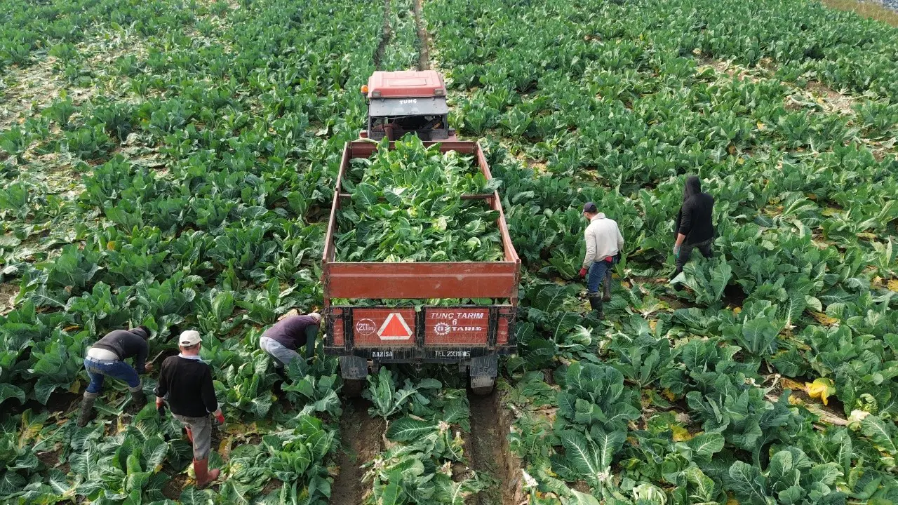 Beyaz lahana hasadı için tarlalara giren üreticiler son mahsulleri topluyor.