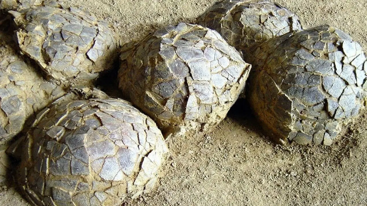 Fransa ’nın Montpellier ve Béziers şehirleri arasında bulunan Mèze bölgesinde yürütülen paleontolojik çalışmalar, bilim dünya