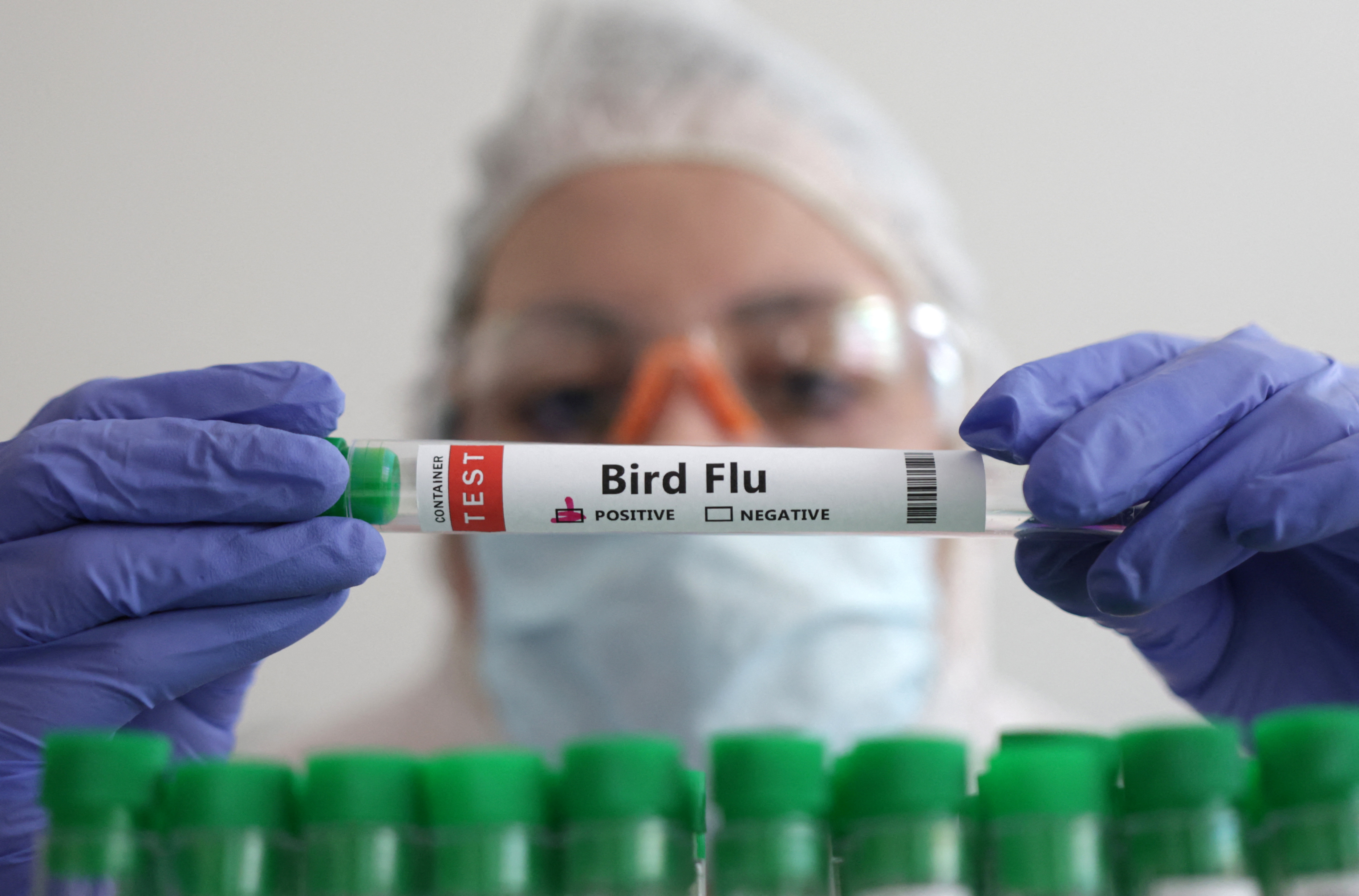 Kuş gribi memeli hayvanlarda daha sık görülüyor H5N5 varyantının, Arktik’teki Svalbard takımadalarında ölü bulunan yaklaşık