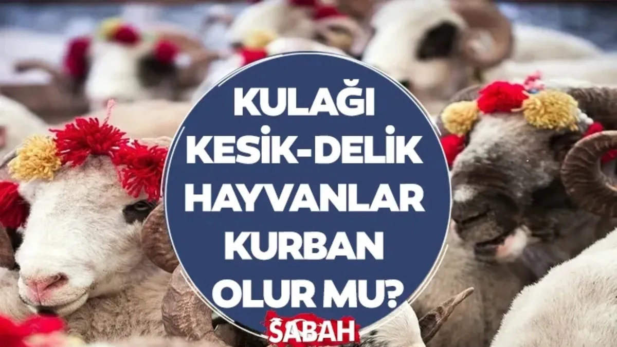 Kurban Bayramı öncesi kurbanlık arayışları sürerken, vatandaşlar küçükbaş ve büyükbaş hayvanlarda bulunması gereken şartları 