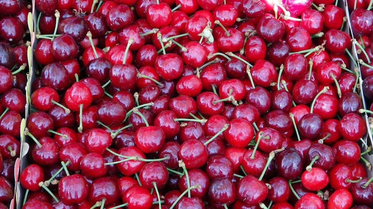 Tokat’ta son aylarda etkili olan yoğun yağışlar, kirazı etkiledi.