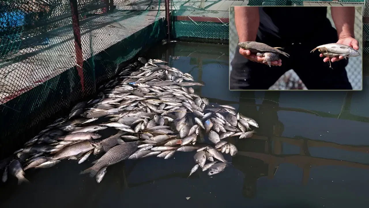 Dicle’de çevre felaketi: Yüzlerce ton balık iki saatte telef oldu