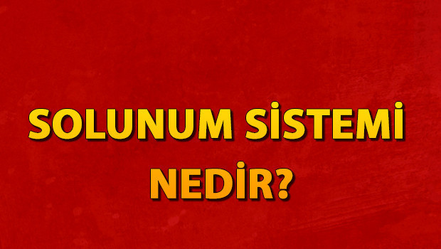 Solunum sisteminin vücuttaki görevi, kandaki karbondioksit ile oksijenin yer değiştirerek doku ve organlara gerekli enerjinin