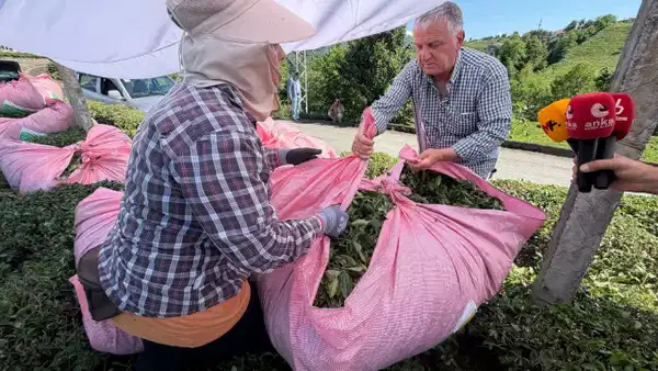 Rize’nin Pazar ilçesinde çayını toplayan ancak ÇAYKUR’un kota ve kontenjan uygulamaları nedeniyle topladığı çayı, devletin