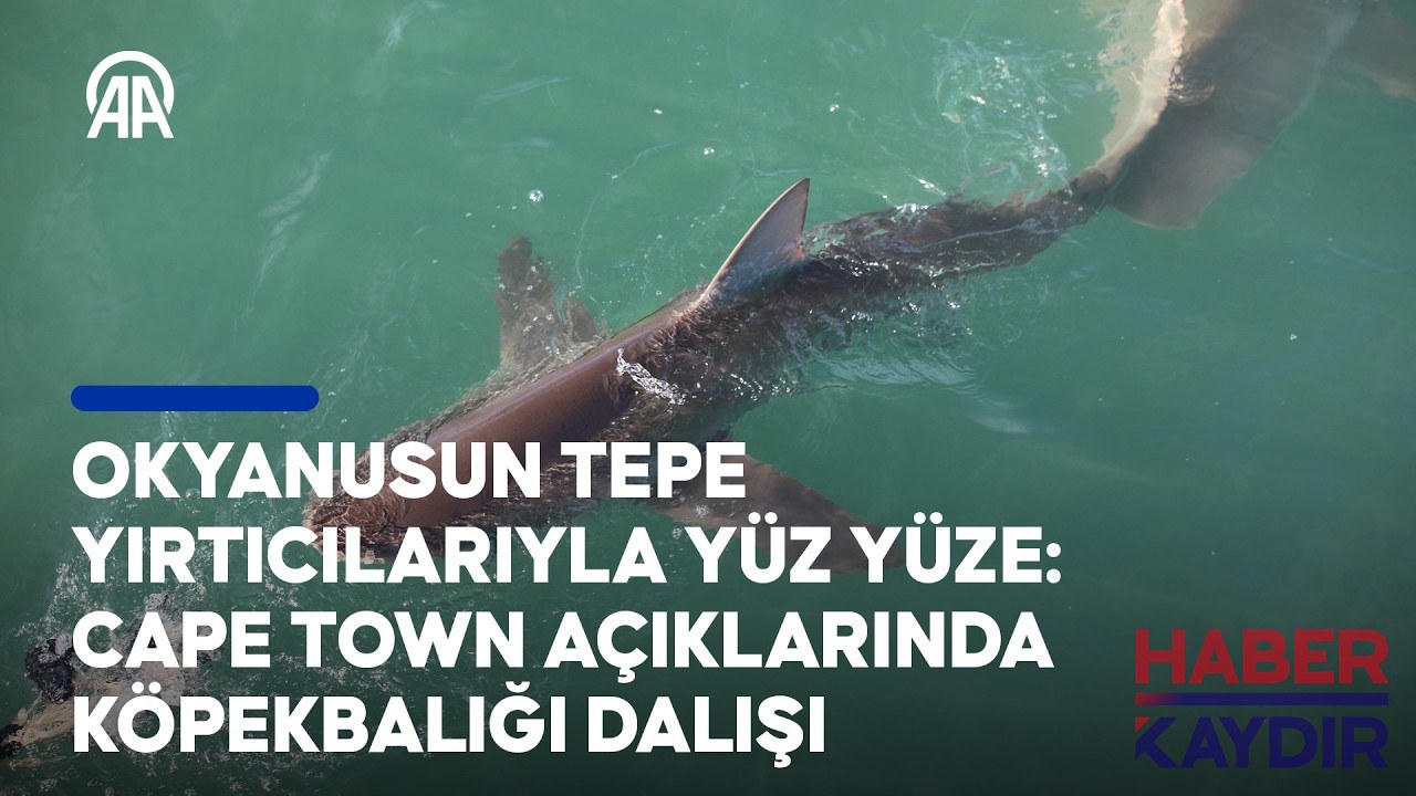 Okyanusun tepe yırtıcılarıyla yüz yüze: Cape Town açıklarında köpekbalığı dalışı
