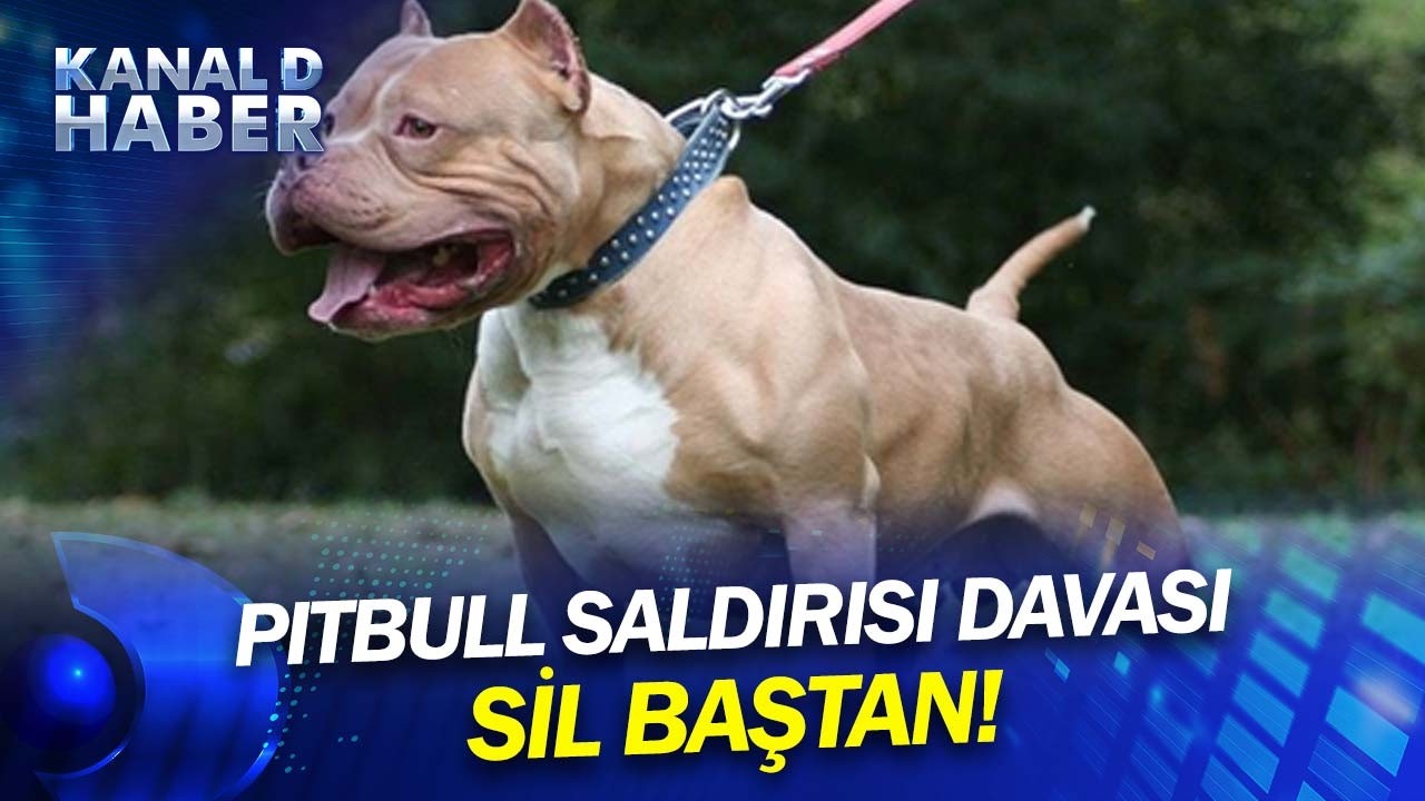 Ankara'daki Pitbull Dehşetinde Yeni Gelişme! Pitbull Saldırısı Davasında Tanıktı, Sanık Oldu