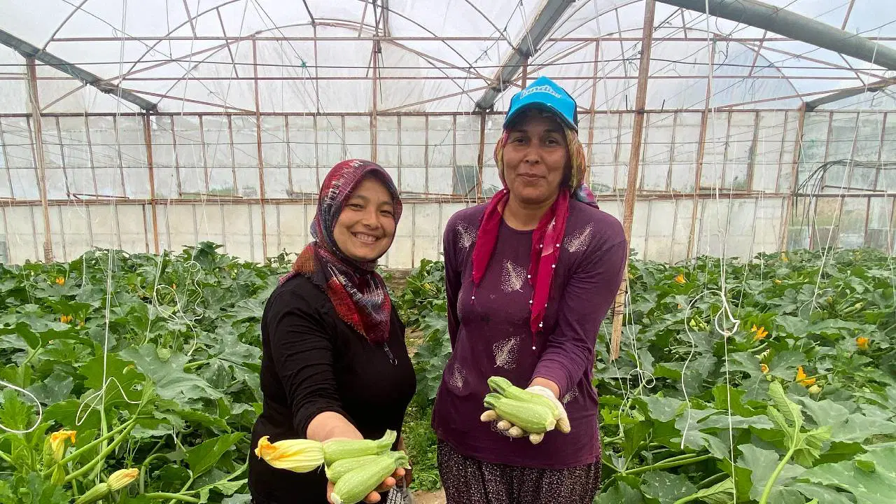 3,5 dönümden Avrupa’ya ihracat: Kilosu 50 TL'ye düştü