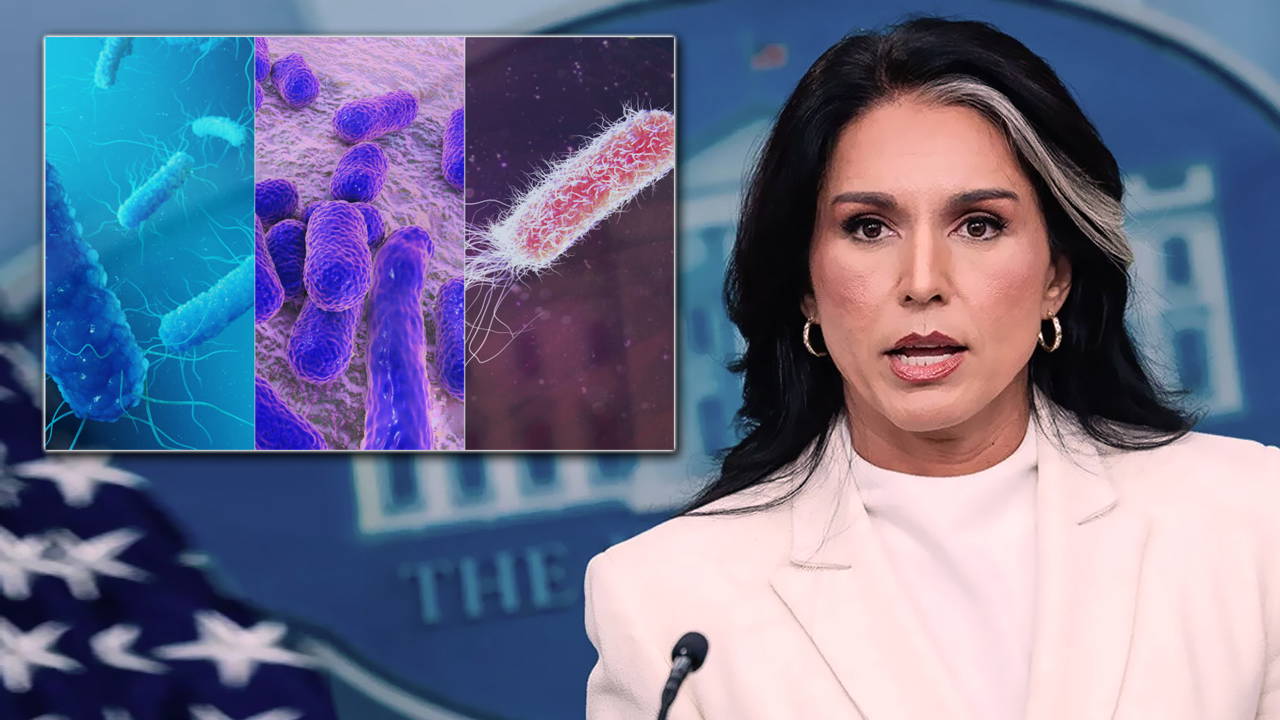 ABD İstihbarat Başkanı Gabbard'dan dikkat çeken iddia: ABD'nin desteklediği biyolojik laboratuvar ağına ait belgeler yayımlandı