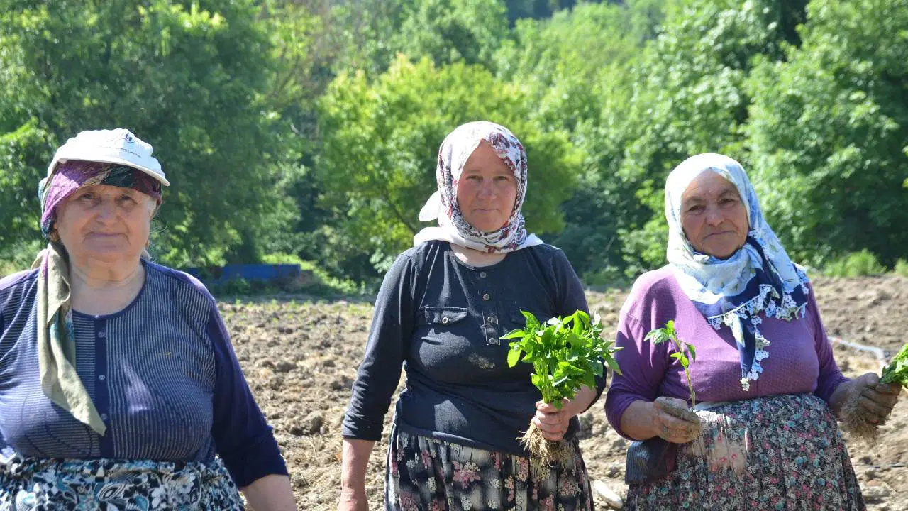 Çukurören'in tescilli lezzetinde ekim başladı: 162 yıllık tarım mirasına çimento tehdidi!