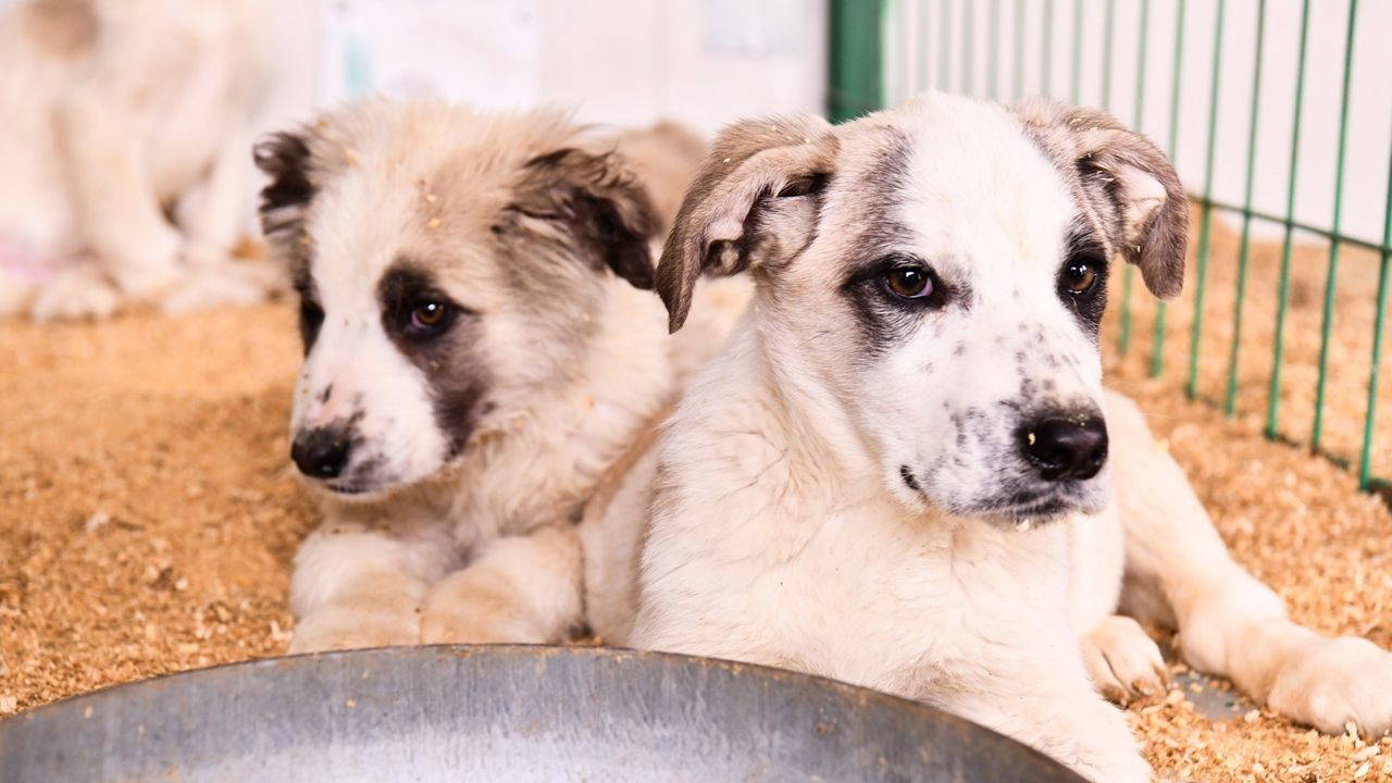 Tepebaşı Belediyesi, sahipsiz hayvanlar için çalışmalarını sürdürüyor: ‘Ben de ailenizin bir parçası olabilir miyim?’