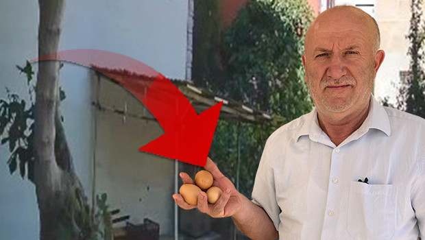 'Delil var ama polise gidemiyoruz' | Her gün yumurtaları çalınıyordu: Kamera kurunca hayrete düştü!