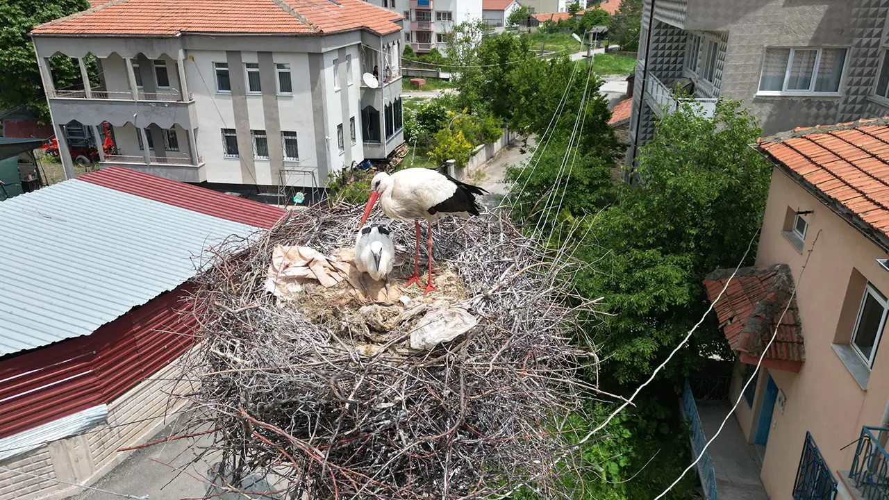 Şarkışla ilçe merkezindeki Gültekin Mahallesi, ev sahipliği yaptığı 11 leylek yuvasıyla her yıl aynı dönemde renkli görüntüle