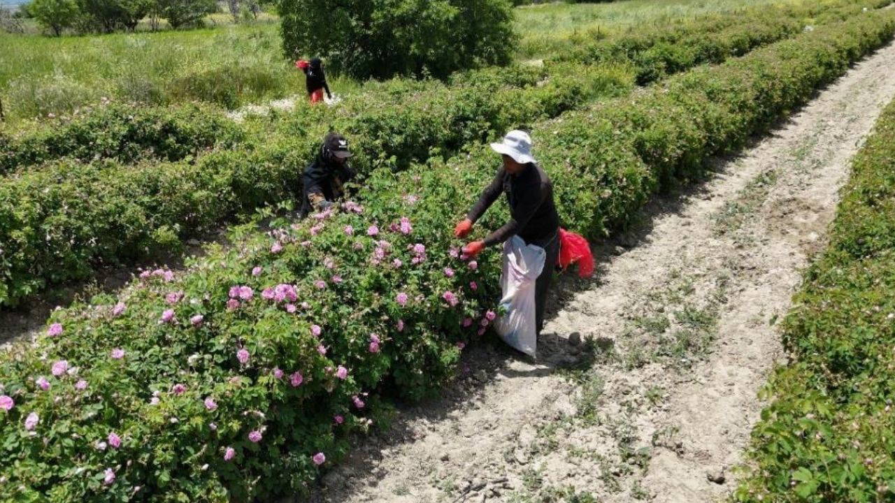 Isparta'nın pembe hazinesinin değeri dudak uçuklattı! 4 ton gülden elde ediliyor: Kilosu 645 bin TL'ye alıcı buluyor