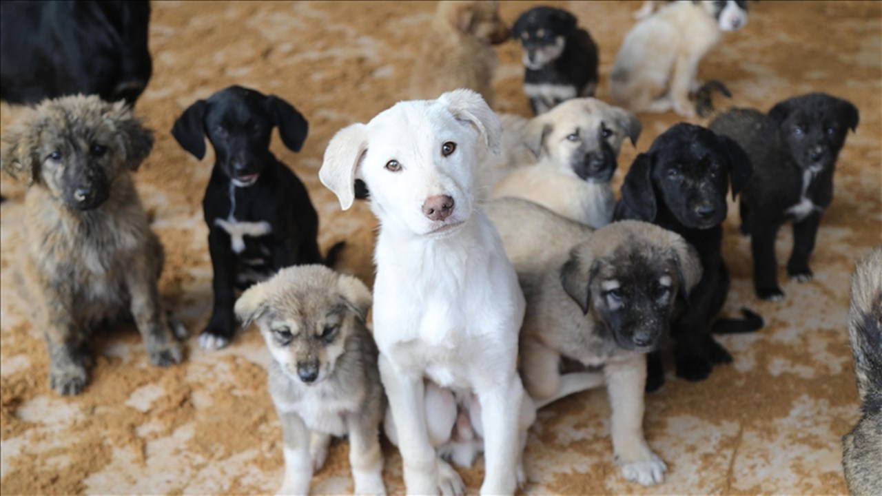 Ankara'da NATO Zirvesi öncesi emniyetten belediyelere sokak köpeklerini toplayın' yazısı