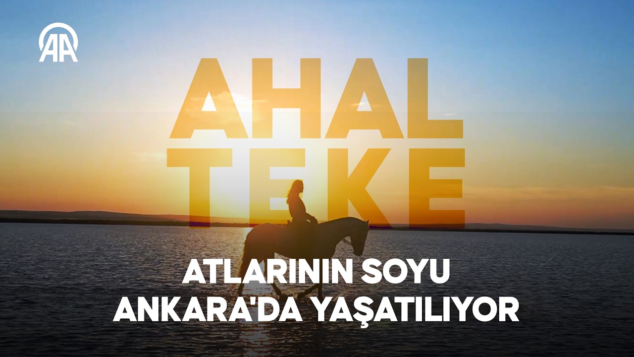 Ahal Teke atlarının soyu Ankara'da yaşatılıyor