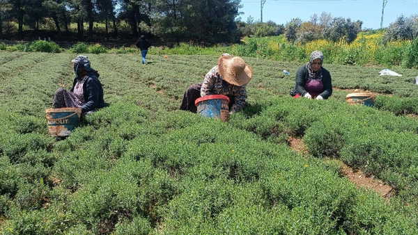 Hatay sofralarının vazgeçilmezi! Hasadı başladı: Tarlada kilosu 300 TL...
