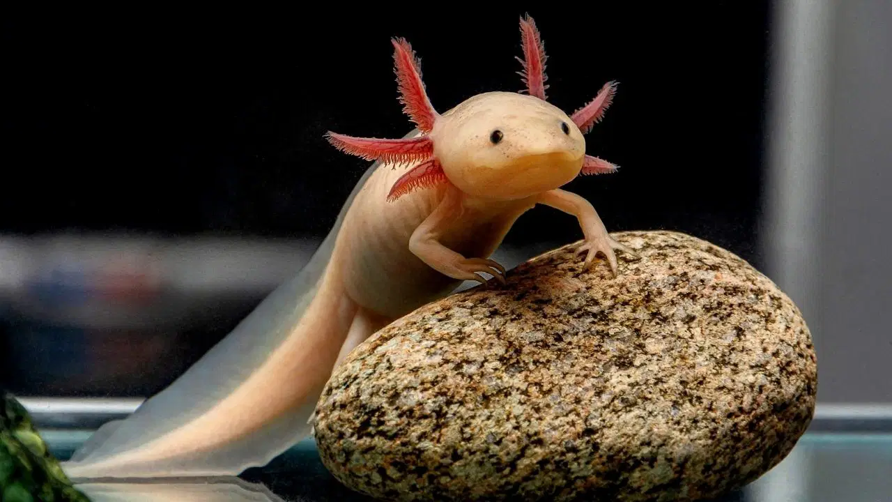 Bilim dünyasında devrim: Aksolotlların sırrı çözüldü, insanlarda uzuv yenilenmesi mümkün mü?