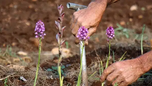 Bedeli ağır oldu: Yasaklı bitki toplayan şahsa 699 bin lira ceza