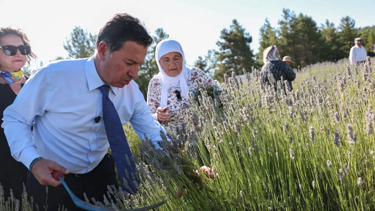 Koku Vadisi’nde lavanta hasadı şenlikle başladı