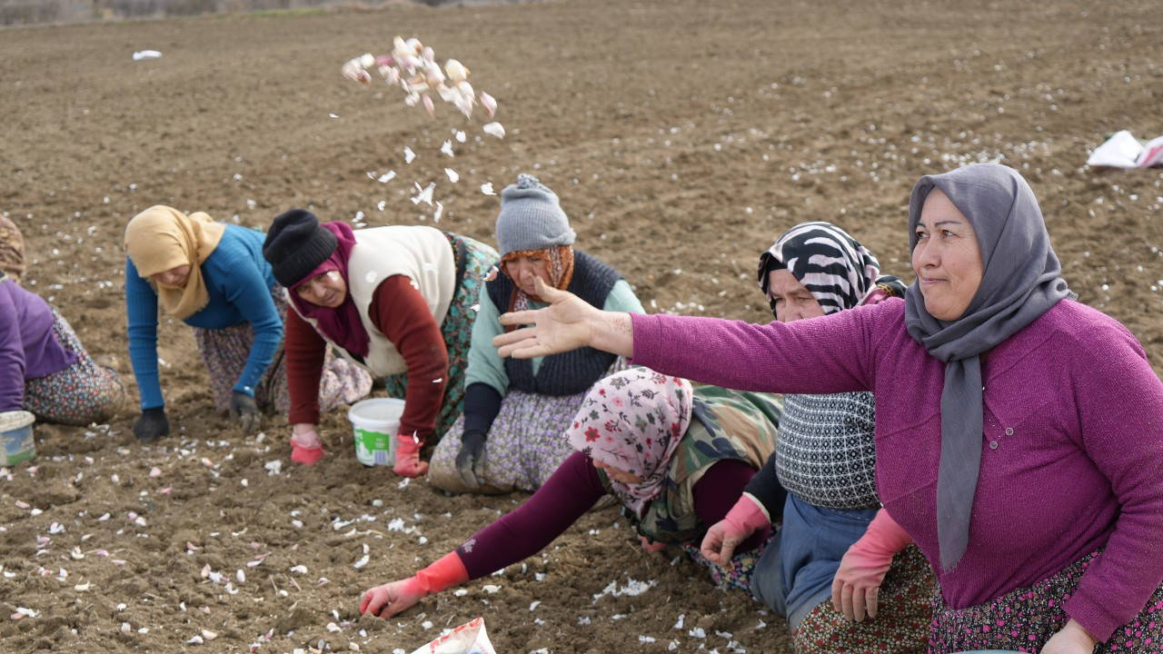 Daha tarladan çıkmadan tükendi: Üretimi 10 ay sürüyor, maliyeti 60 lirayı buluyor