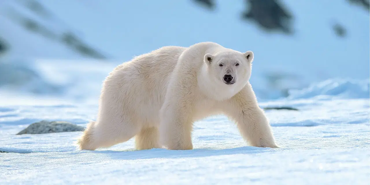 Norveç'e bağlı Svalbard takımadalarında, yaban hayatını rahatsız eden bir kişiye yüksek miktarda para cezası uygulandı.