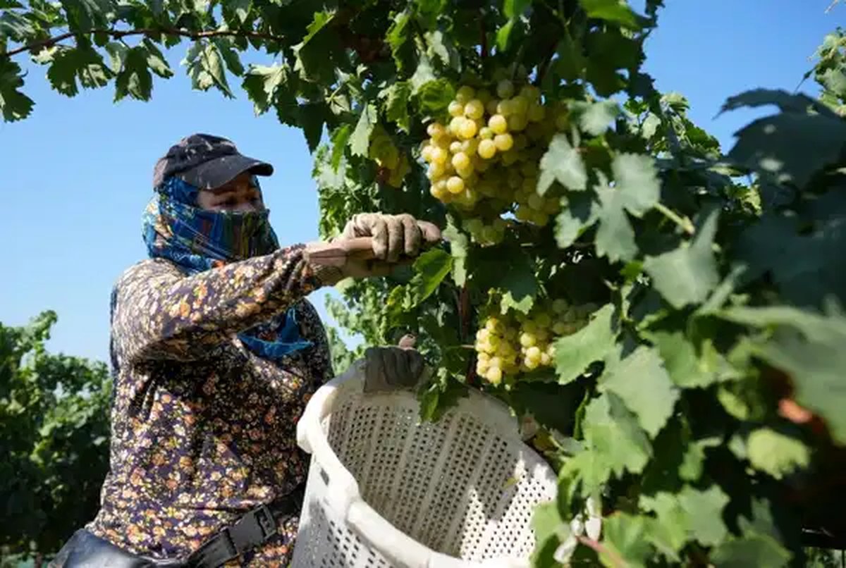 Denizli'nin Buldan ilçesinde, özellikle Rusya ve Avrupa ülkeleri tarafından da talep gören süperior üzümünün hasat çalışmalar