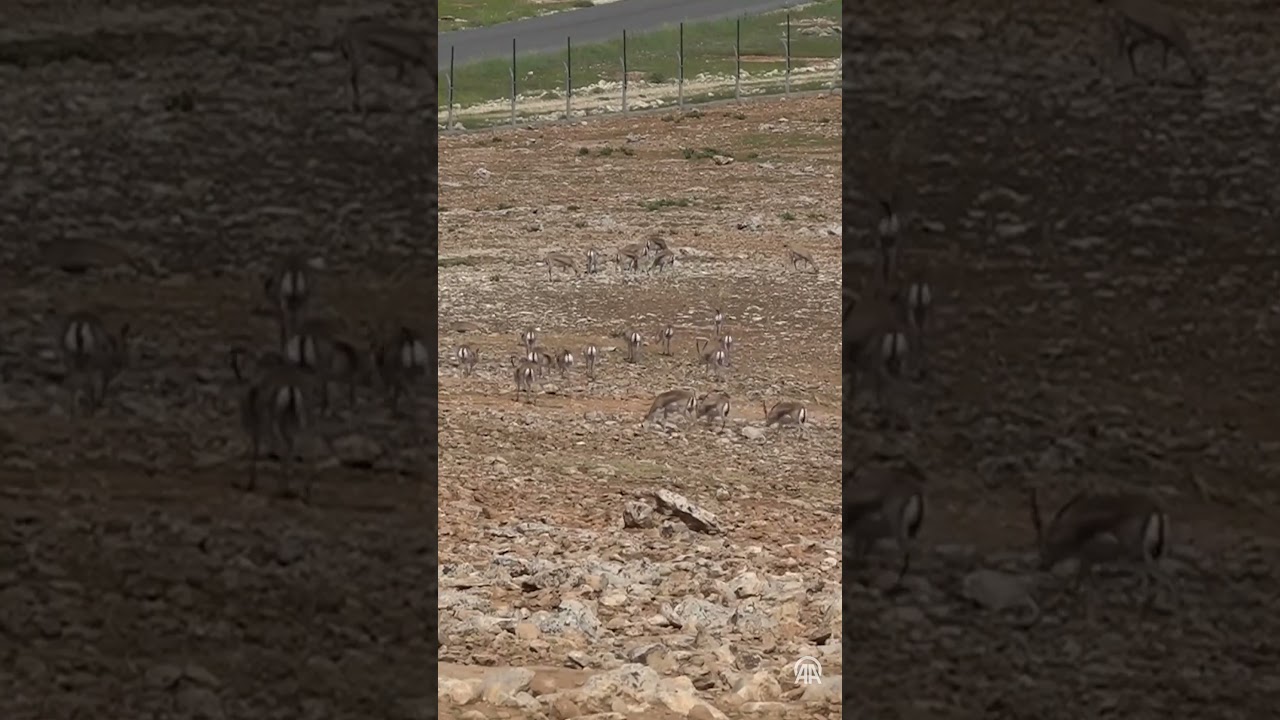 Urfa ceylanlarının envanteri yapay zeka desteğiyle çıkarılıyor