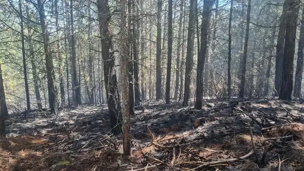 Aydın'da 7 dekar orman yandı