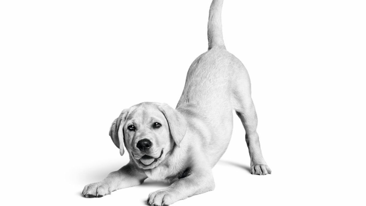 Royal Canin Türkiye’de 10. yılını kutluyor: 6,4 milyon kedi ve köpeğe ulaştı