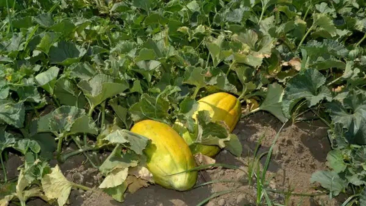 Hale gitmeden tarlada bitiyor: Aromasını bozmamak için su bile vermiyorlar...