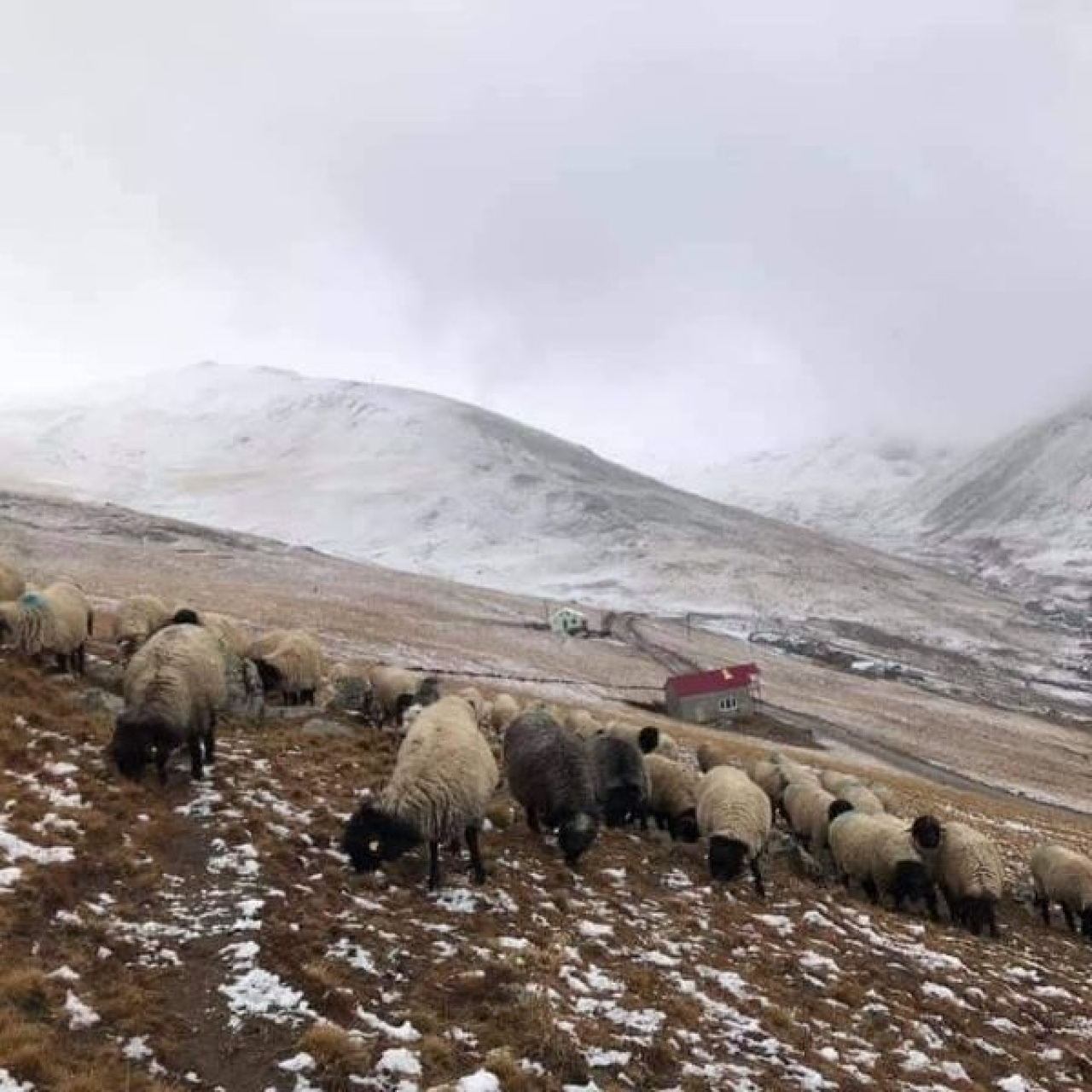 Giresunlu yaylacılardan 