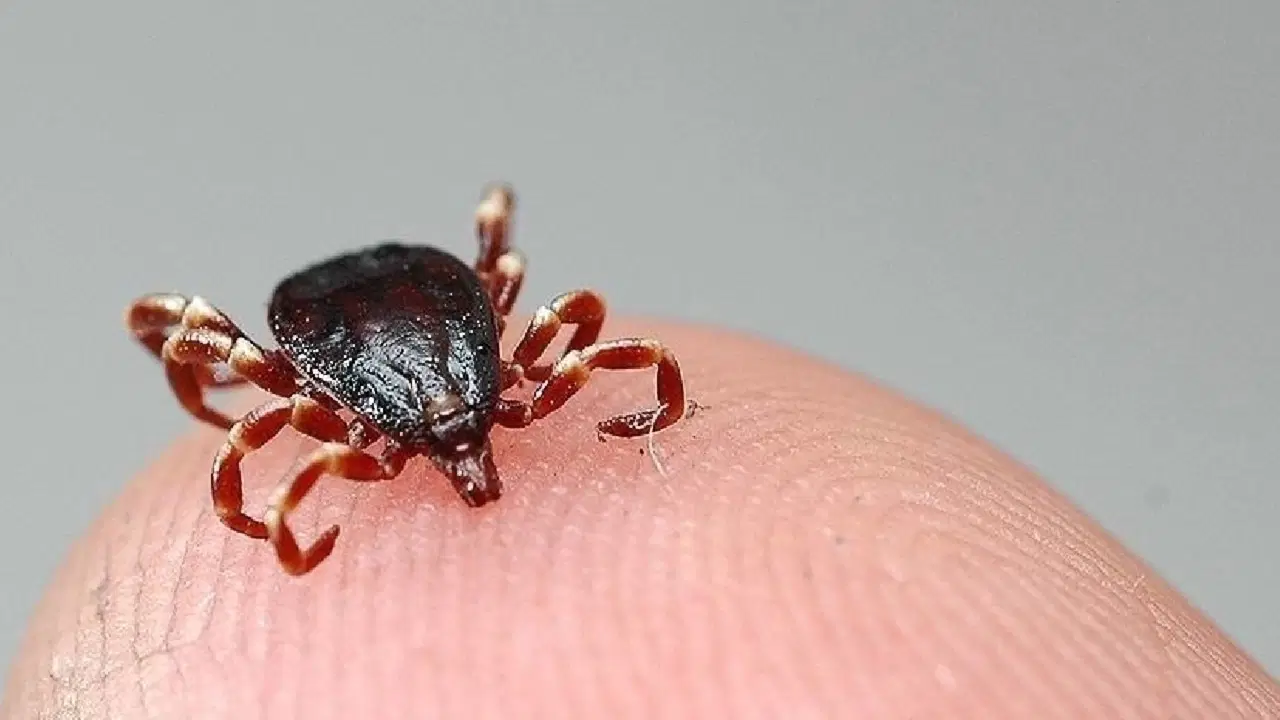 Tokat'ta KKKA hastalığı alarmı... İki kişi tedavi altına alındı