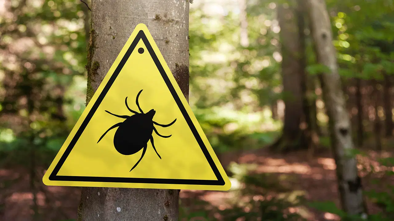 Kene kâbusu geri döndü: Kırım Kongo Kanamalı Ateşi hakkında bilmeniz gereken her şey!