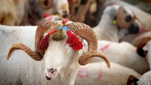 Diyanet İşleri Başkanlığı açıkladı: Vekaletle kurban kesim bedelleri belli oldu