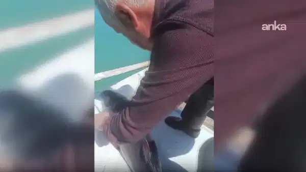 Sinop'ta balıkçı ağına yunus yavrusu takıldı