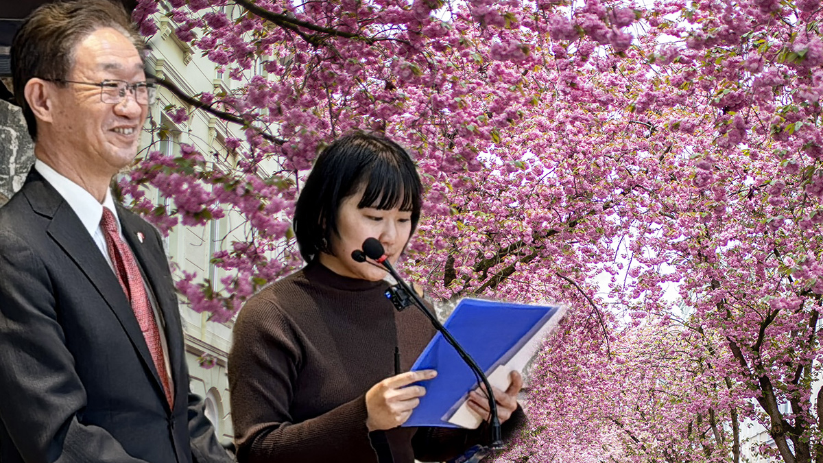 Kırşehir'de sakura rüzgarı. Japon büyükelçi de festivalde