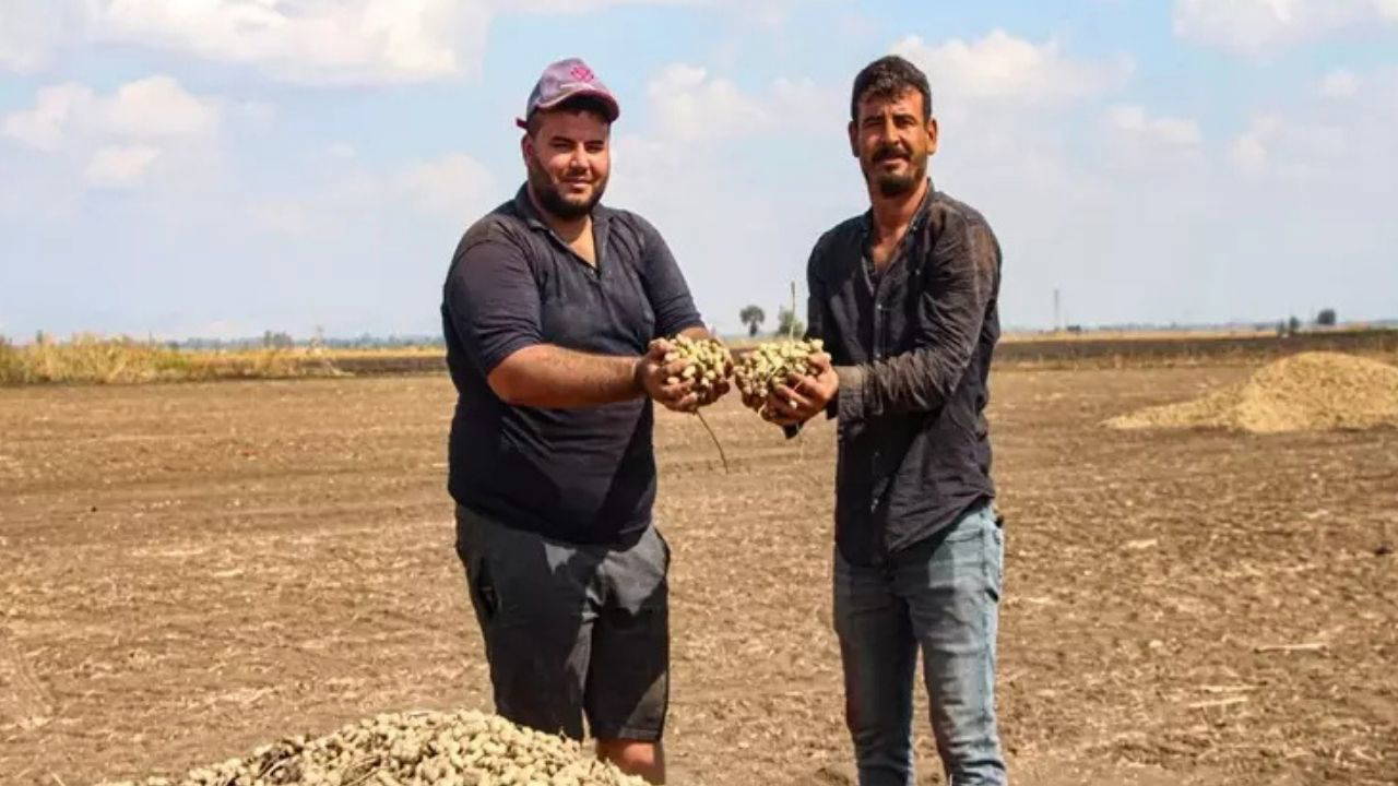 Siirt'te 'yeşil altın' hasadı başladı: Üretici hırsızlık korkusuyla erken topluyor