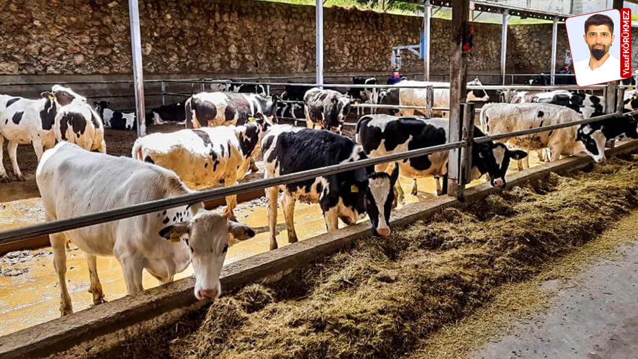 Tarım ve Orman Bakanlığı'nın 2027 yılı için 480 bin baş besilik sığır ithalatı planı, hayvancılık sektöründeki krizi daha da 
