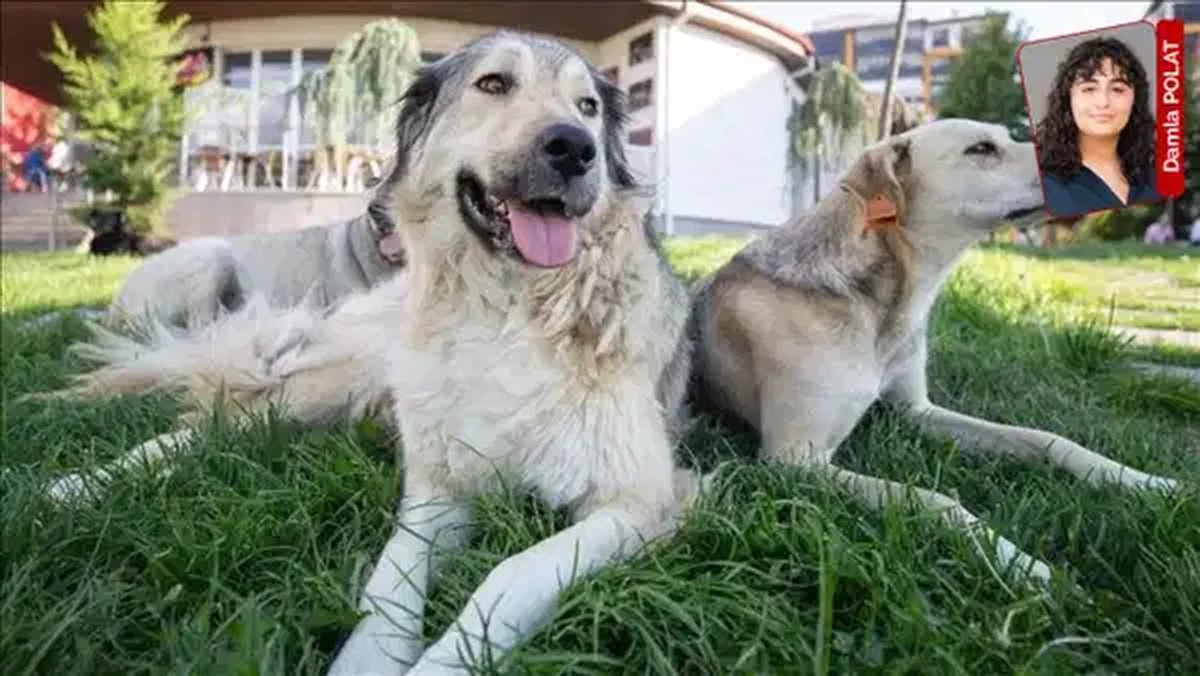 ‘Katliam yasası’nın gölgesinde 4 Ekim Dünya Hayvanları Koruma Günü
