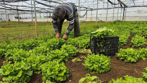 Geçen yıl mahsul tarlada kaldı, bu yıl ekmeyenler pişmanlar oldu!