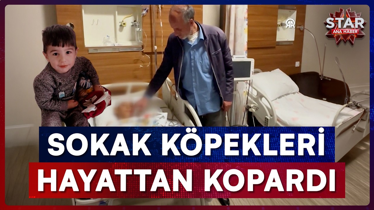 Van'da Başıboş Köpek Dehşeti: 5 Yaşındaki Çocuk Hayatını Kaybetti! | Star Ana Haber